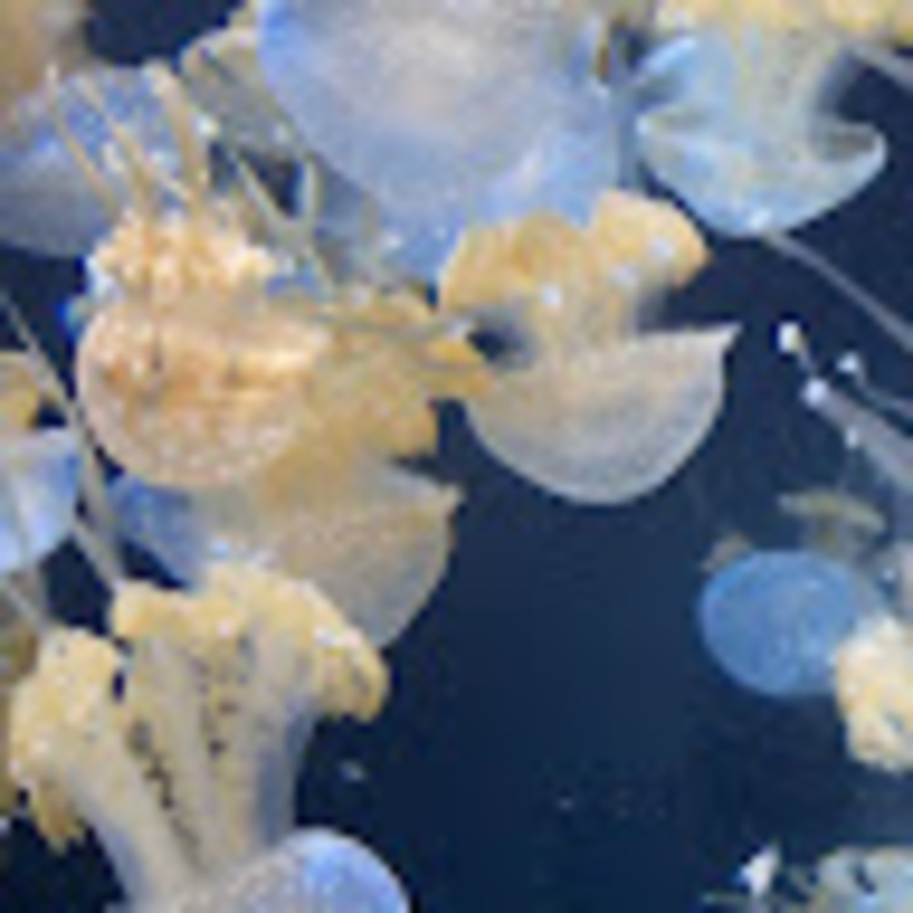 Meet your Posher, Marlen